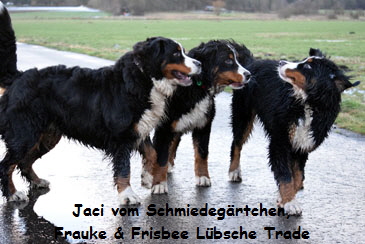 Jaci vom Schmiedegrtchen, Frauke & Frisbee Lbsche Trade