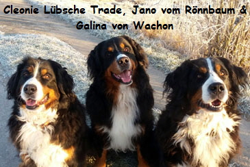 Cleonie Lbsche Trade, Jano vom Rnnbaum & Galina von Wachon