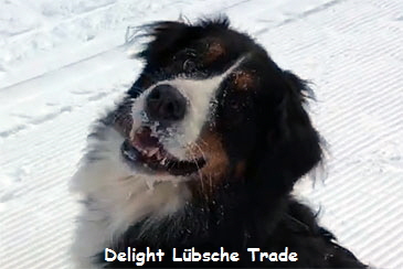 Delight Lbsche Trade