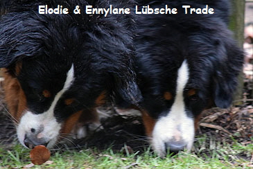 Elodie & Ennylane Lbsche Trade