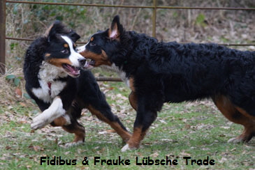 Fidibus & Frauke Lbsche Trade