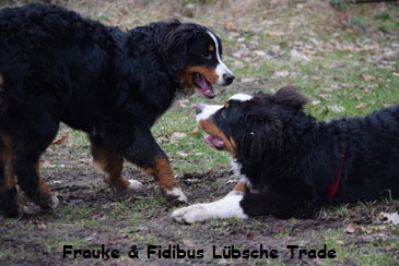 Frauke & Fidibus Lbsche Trade