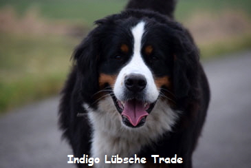 Indigo Lbsche Trade