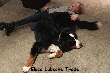 Eluca Lbsche Trade