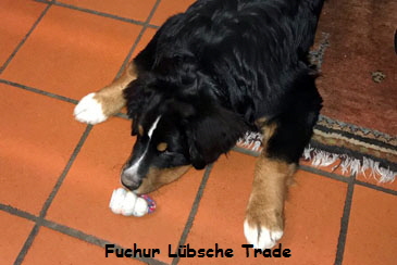 Fuchur Lbsche Trade