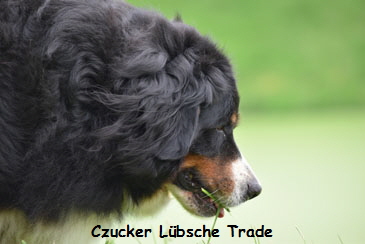Czucker Lbsche Trade