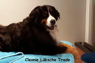 Cleonie Lbsche Trade