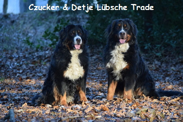 Czucker & Detje Lbsche Trade