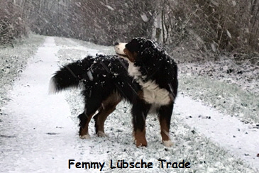 Femmy Lbsche Trade