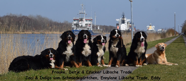 Frauke, Detje & Czucker Lbsche Trade, Jaci & Indigo vom Schmiedegrtchen, Ennylane Lbsche Trade, Eddy