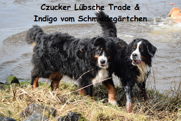 Czucker Lbsche Trade & Indigo vom Schmiedegrtchen