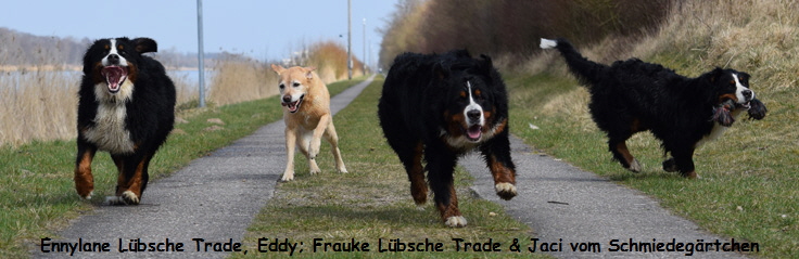 Ennylane Lbsche Trade, Eddy; Frauke Lbsche Trade & Jaci vom Schmiedegrtchen