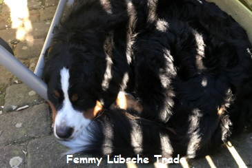 Femmy Lbsche Trade