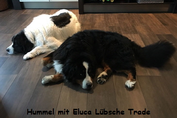 Hummel mit Eluca Lbsche Trade