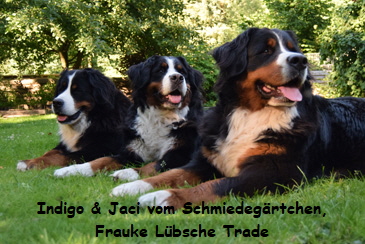 Indigo & Jaci vom Schmiedegrtchen, Frauke Lbsche Trade