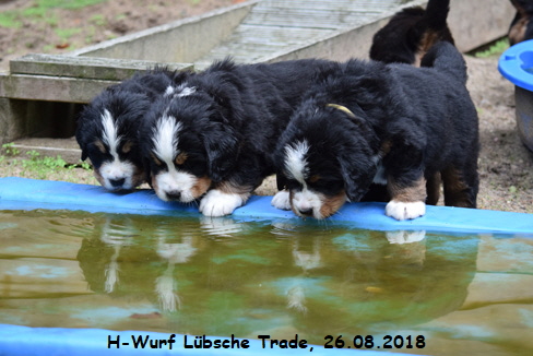 H-Wurf Lbsche Trade, 26.08.2018