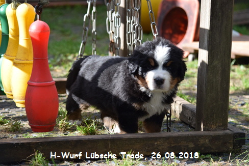 H-Wurf Lbsche Trade, 26.08.2018