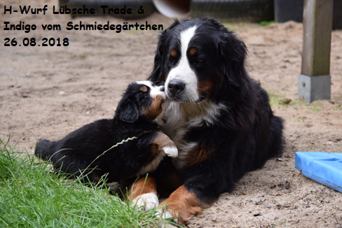 H-Wurf Lbsche Trade & Indigo vom Schmiedegrtchen, 26.08.2018