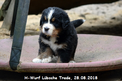 H-Wurf Lbsche Trade, 28.08.2018