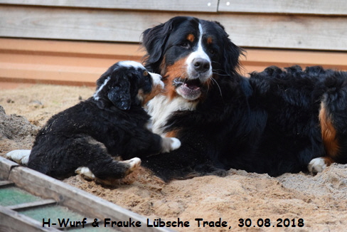 H-Wurf & Frauke Lbsche Trade, 30.08.2018