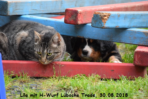 Lila mit H-Wurf Lbsche Trade, 30.08.2018