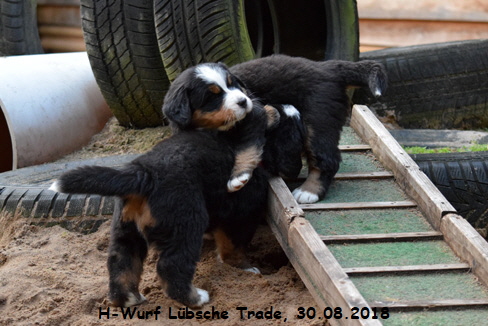 H-Wurf Lbsche Trade, 30.08.2018