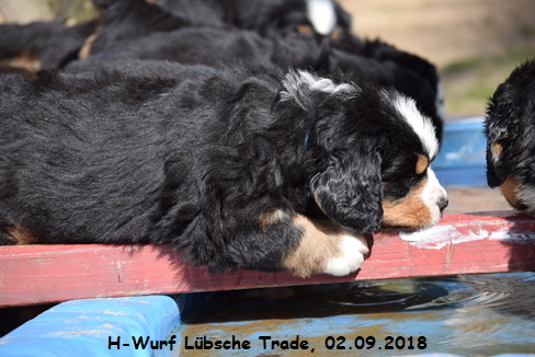 H-Wurf Lbsche Trade, 02.09.2018