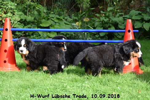 H-Wurf Lbsche Trade, 10.09.2018
