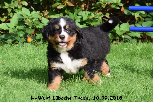 H-Wurf Lbsche Trade, 10.09.2018