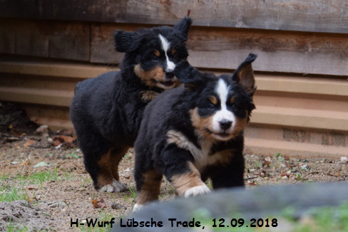 H-Wurf Lbsche Trade, 12.09.2018