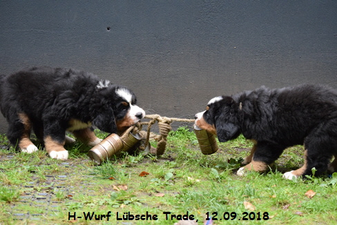 H-Wurf Lbsche Trade, 12.09.2018