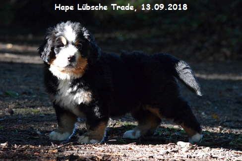 Hape Lbsche Trade, 13.09.2018