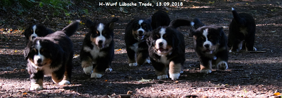 H-Wurf Lbsche Trade, 13.09.2018