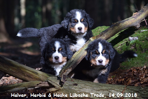 Halvar, Herbie & Hauke Lbsche Trade, 14.09.2018