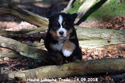 Hauke Lbsche Trade, 14.09.2018
