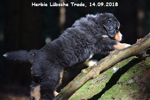 Herbie Lbsche Trade, 14.09.2018