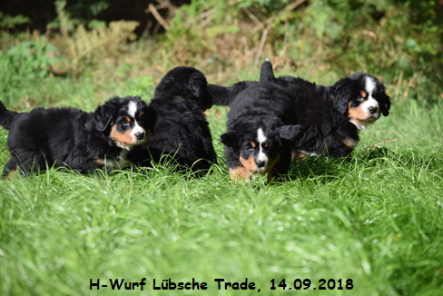 H-Wurf Lbsche Trade, 14.09.2018