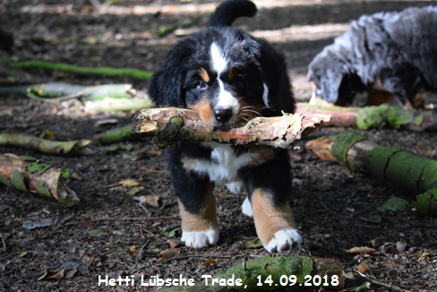 Hetti Lbsche Trade, 14.09.2018