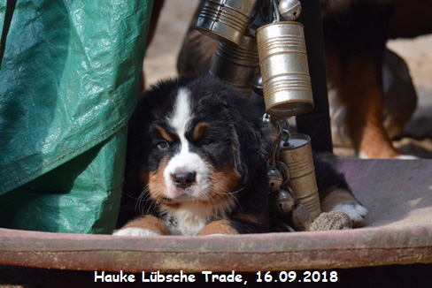 Hauke Lbsche Trade, 16.09.2018