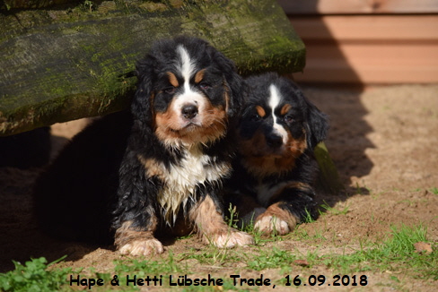Hape & Hetti Lbsche Trade, 16.09.2018