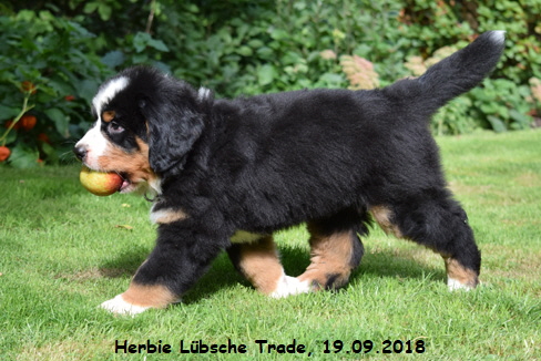 Herbie Lbsche Trade, 19.09.2018