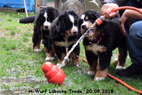 H-Wurf Lbsche Trade, 20.09.2018