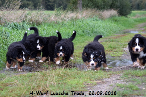 H-Wurf Lbsche Trade, 22.09.2018