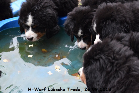 H-Wurf Lbsche Trade, 26.09.2018