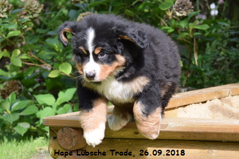 Hape Lbsche Trade, 26.09.2018