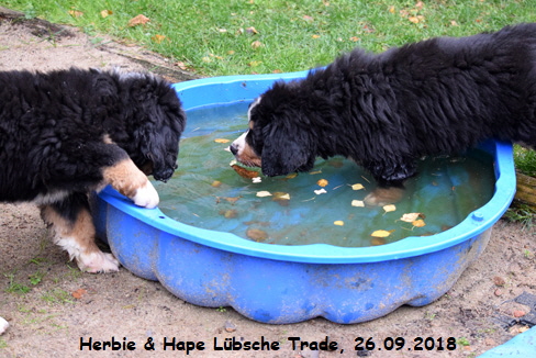 Herbie & Hape Lbsche Trade, 26.09.2018