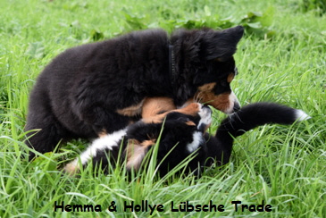 Hemma & Hollye Lbsche Trade