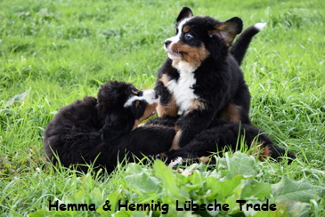 Hemma & Henning Lbsche Trade