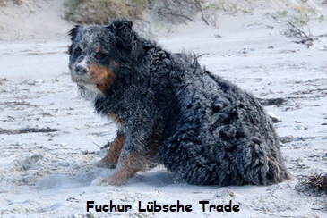 Fuchur Lbsche Trade