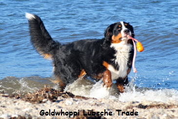 Goldwhoppi Lbsche Trade